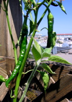 chiles