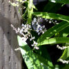 (c)2007 AEC *all rights reserved*