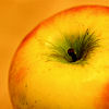 (c)2008 AEC **all rights reserved**
