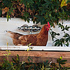 (c)2009 AEC *all rights reserved* (c)2009 AEC *All Rights Reserved* /><img class=
